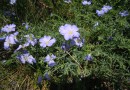 Linum alpinum ssp pirinicum ©  Pandion Wild Tours